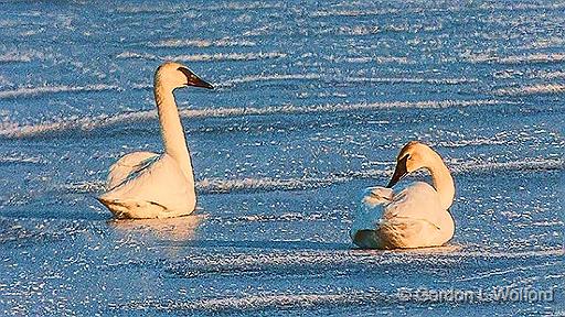 Two Swans On Ice_28592.jpg - Trumpeter Swans (Cygnus buccinator) photographed at sunrise along the Rideau Canal Waterway in Smiths Falls, Ontario, Canada.